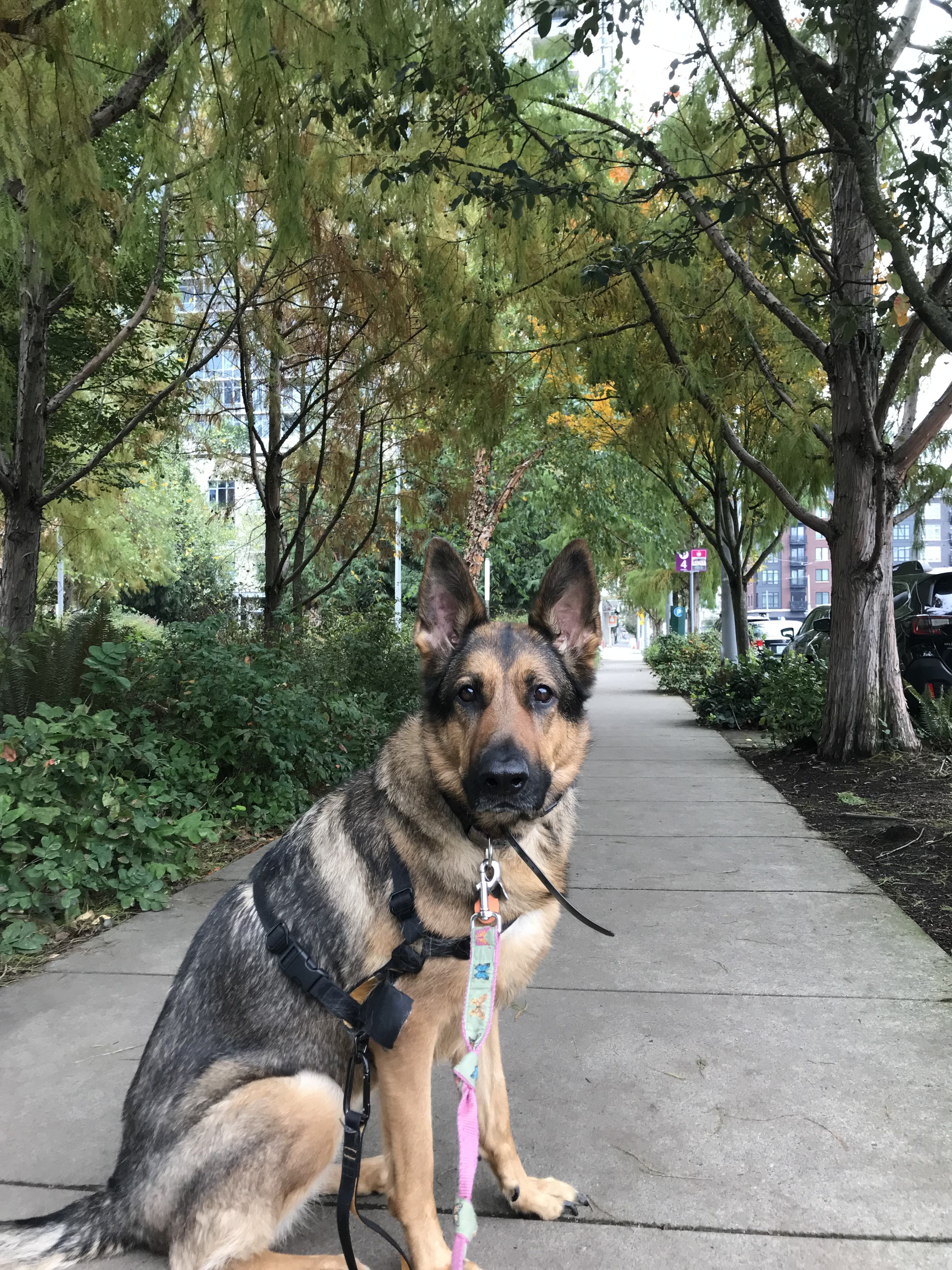 German shepard sitting on sidewalk looking directly into camera with trees in the background